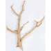 Cholla Cactus Tree Finger - Sandblasted Branches