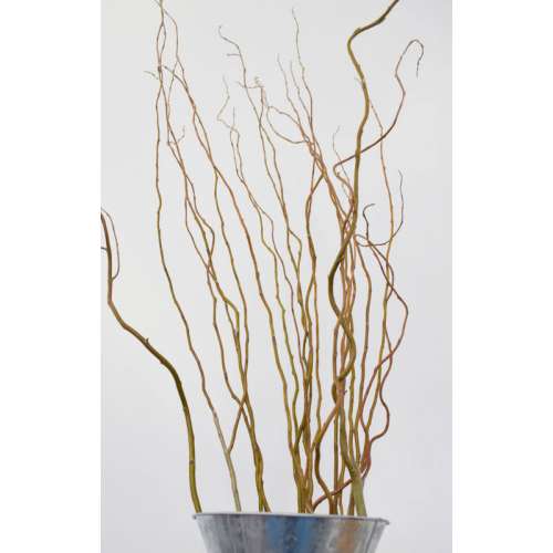 Brown curly willow branches