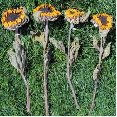 Dried Sunflowers Bunch - Medium