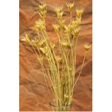 Dried Orientalis Flower Pod Bunch