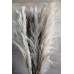 Dried Ornamental Pampas Grass - Dark Feather Stem