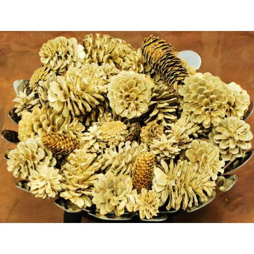 Mitsumata Branches Bleached Wholesale