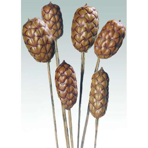 Dried Brazilia Pods on Stem for Sale