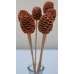 Alder Cones - Sabulosum Cone Stemmed