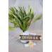 Preserved Willow Eucalyptus Bunch - Green