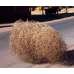 Large Country Tumbleweed