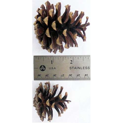 Pinecone Seconds - Large and Small