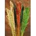 Dried Wild Oats - Decorative